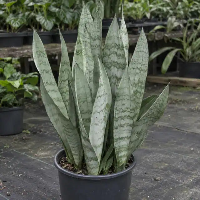 Snakeplant - Silver leaf Â· Silver Princess â€” AI reference illustration; actual stock varies