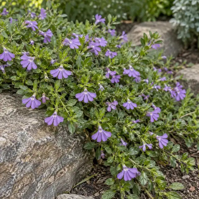 Scaevola Â· Mauve Clusters â€” AI reference illustration; actual stock varies