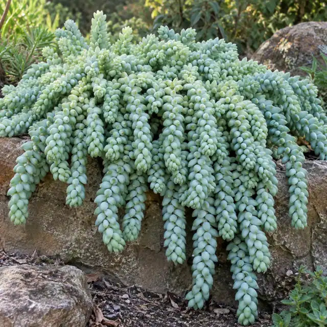 Stonecrop Hybrid Â· Burrito â€” AI reference illustration; actual stock varies
