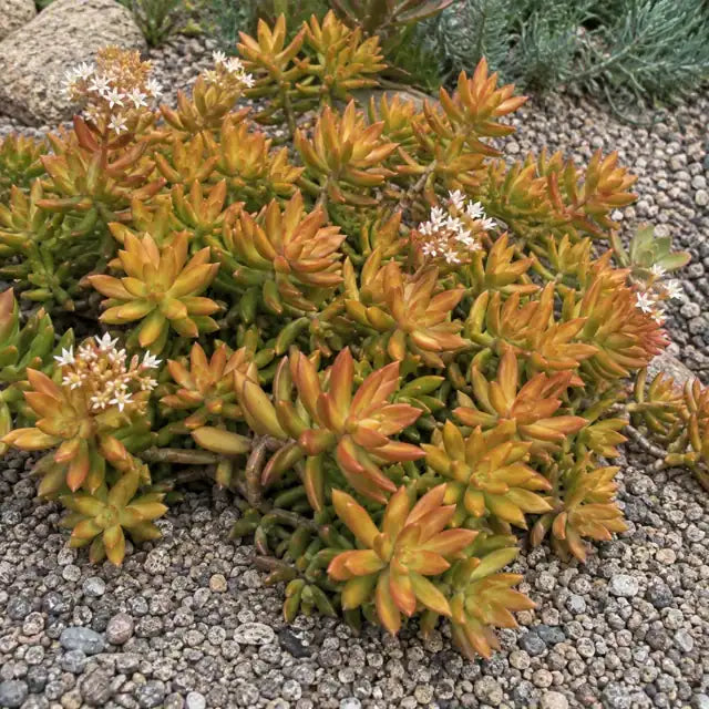 Coppertone Sedum Selection â€” AI reference illustration; actual stock varies