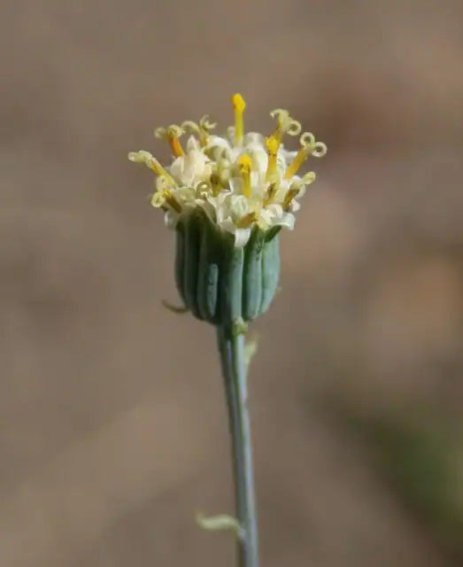 Archer's Senecio