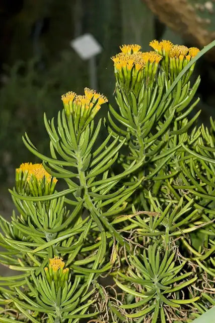 Bush Senecio