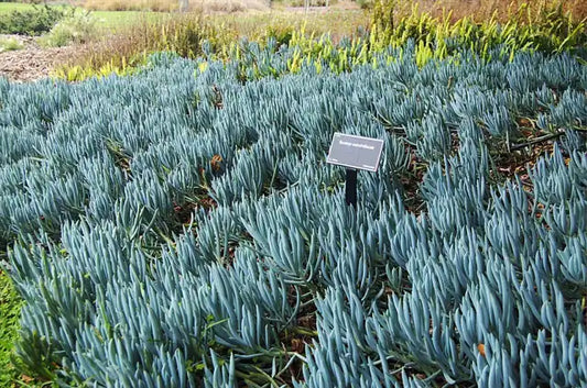 Blue Chalk Sticks