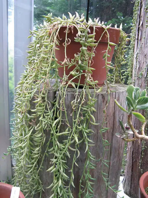 String of Bananas
