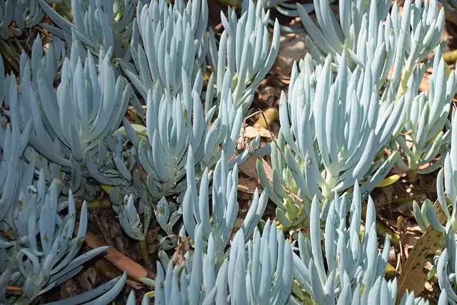 Blue Chalksticks