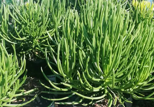 Narrow Leaf Chalksticks