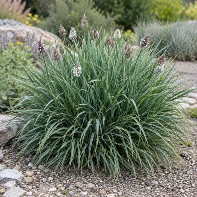 Moor Grass Hybrid Â· Greenlee â€” AI reference illustration; actual stock varies