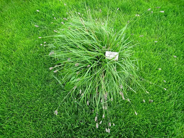 Blue-green Moor Grass