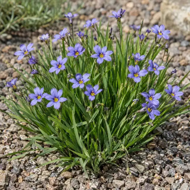 Blue-eyed Grass Selection (Dwarf) Â· Rocky Point â€” AI reference illustration; actual stock varies