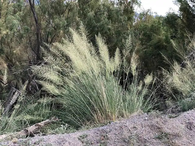 Giant Sacaton