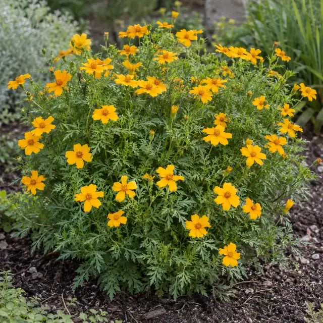 Mexican Bush Marigold Â· Compacta â€” AI reference illustration; actual stock varies
