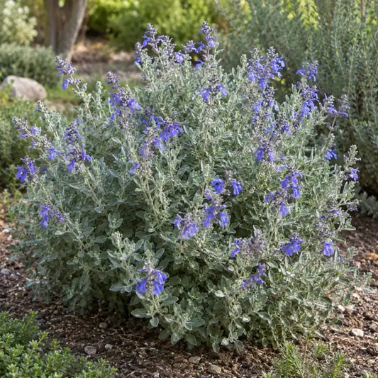 Bush Germander Selection Â· Azureum â€” AI reference illustration; actual stock varies