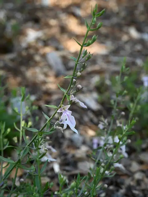 Sticky Germander