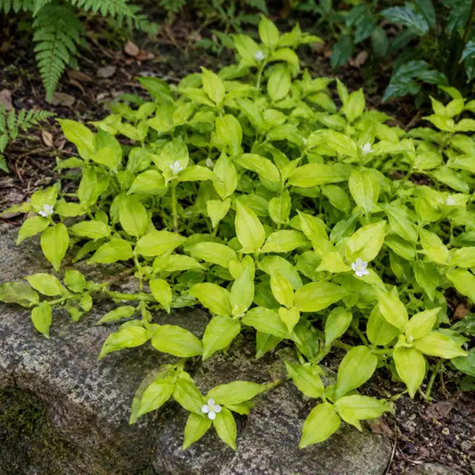 Golden Inch Plant Â· Aurea â€” AI reference illustration; actual stock varies