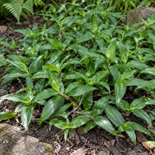 Huasteca Canyon Spiderwort â€” AI reference illustration; actual stock varies