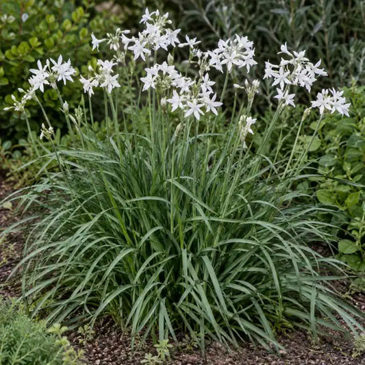 Society Garlic Selection Â· Blanca â€” AI reference illustration; actual stock varies