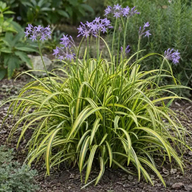 Society Garlic Selection Â· Oro Verde â€” AI reference illustration; actual stock varies