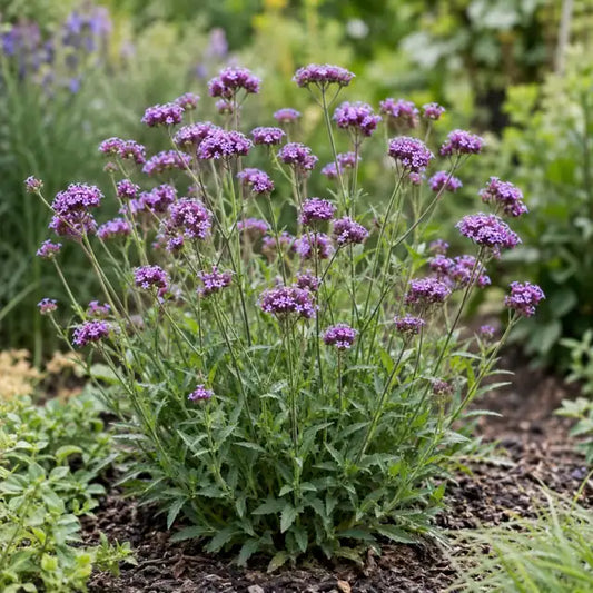 Dwarf Upright Verbena Â· Lollipop â€” AI reference illustration; actual stock varies