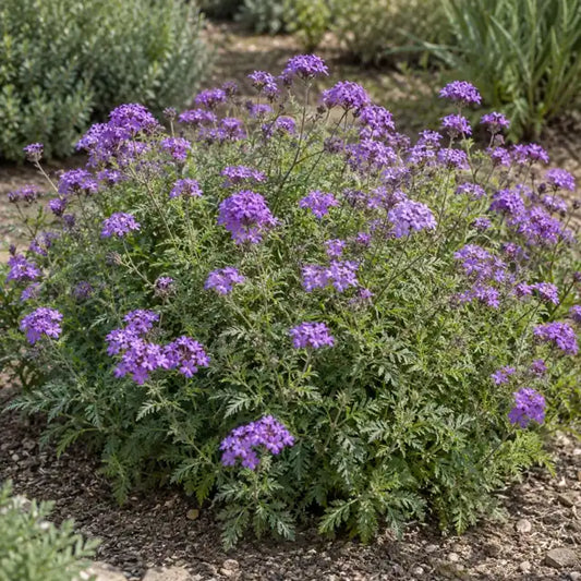 Lilac Verbena Selection Â· De la Mina â€” AI reference illustration; actual stock varies