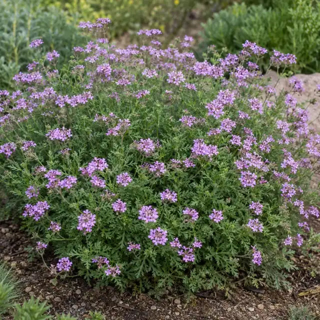 Lilac Verbena Selection Â· Paseo Rancho â€” AI reference illustration; actual stock varies