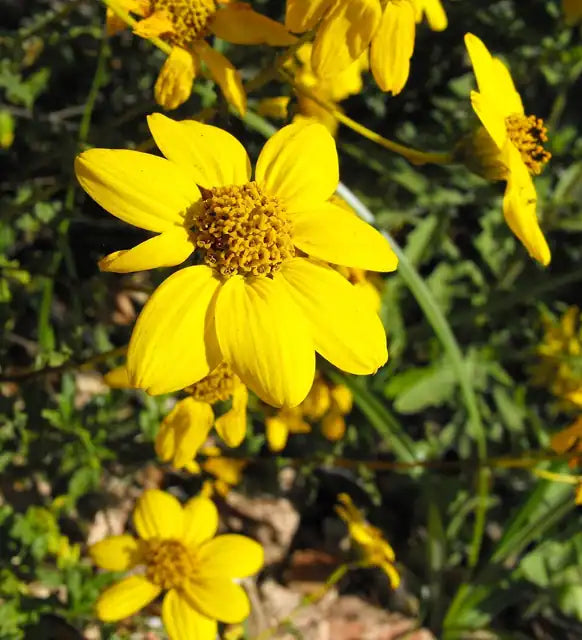 San Diego Sunflower