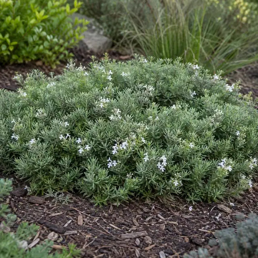 Coast Rosemary Selection Â· WES06 â€” AI reference illustration; actual stock varies