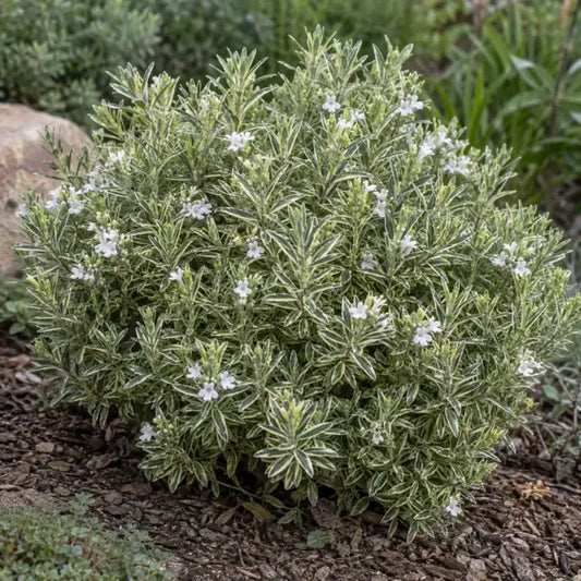 Variegated Australian Rosemary Â· Morning Light â€” AI reference illustration; actual stock varies