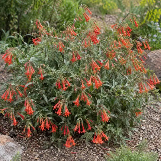 California Fuchsia Selection Â· Calistoga â€” AI reference illustration; actual stock varies