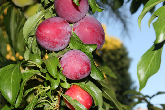 Santa Rosa Plum