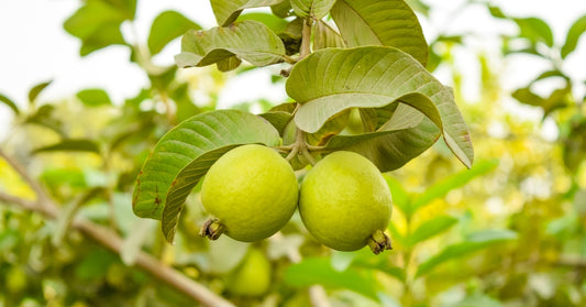 China White Guava